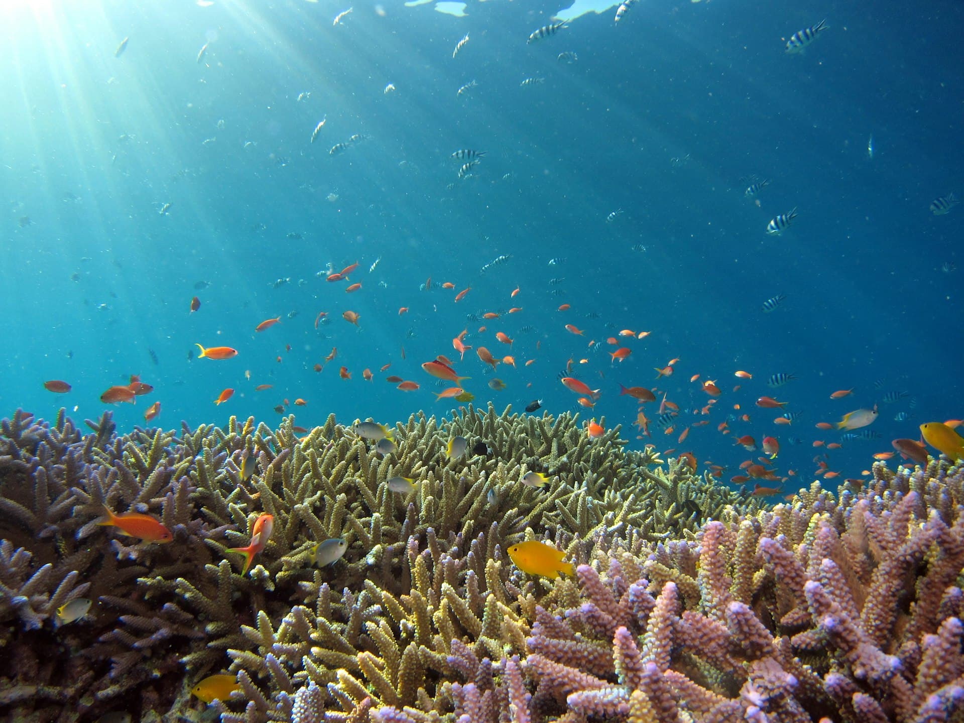 Diver exploring the Andaman Sea