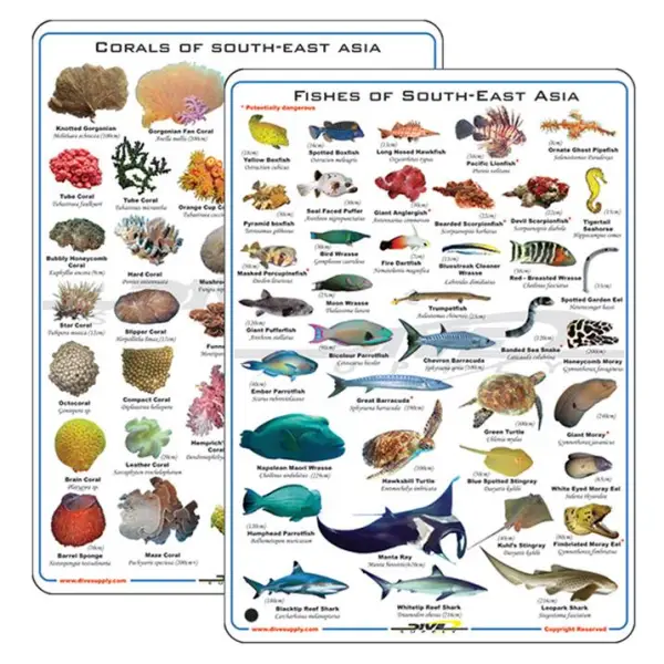 Deep Blue Fish & Corals Card