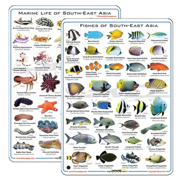 Deep Blue Fish & Nudibranchs Card